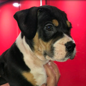 gumtree puppies near me